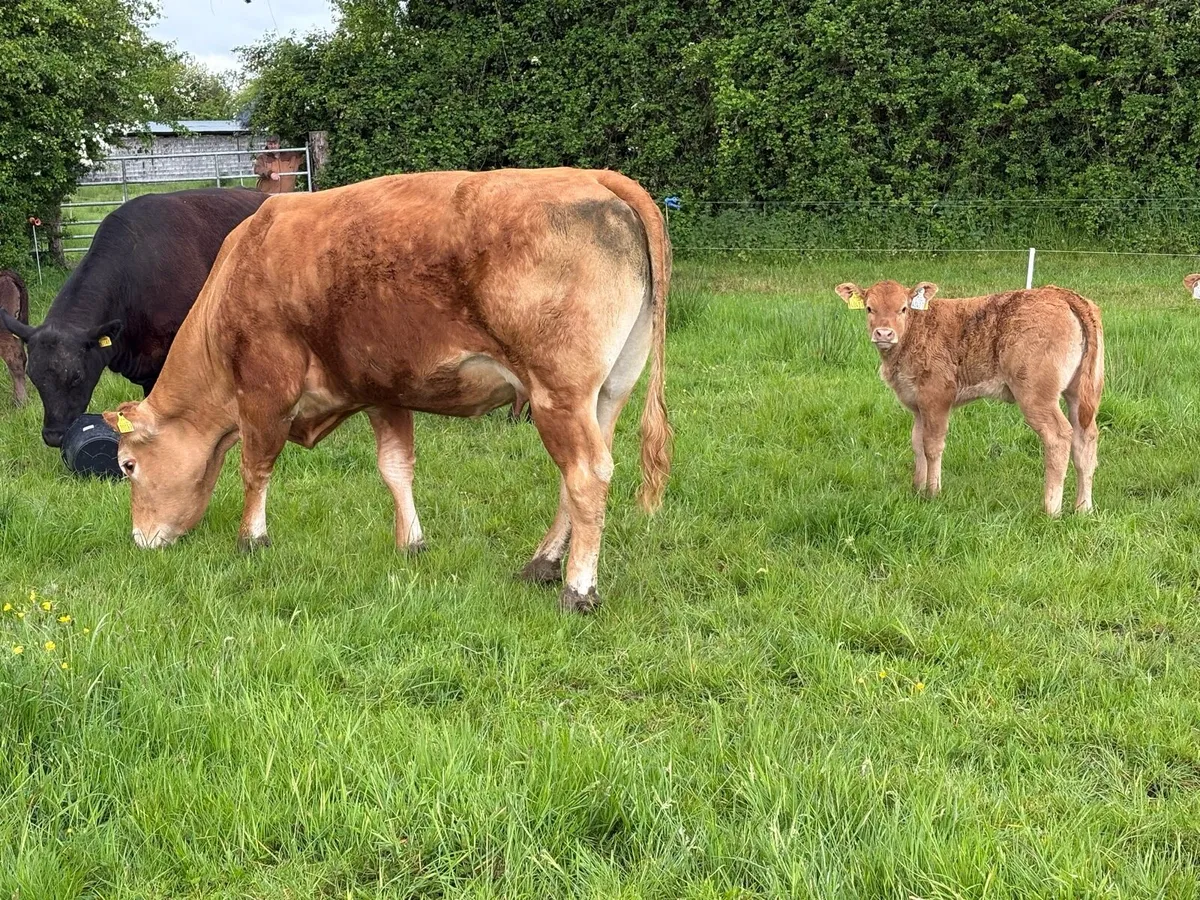 Pedigree limousine cow and heifer calf - Image 2