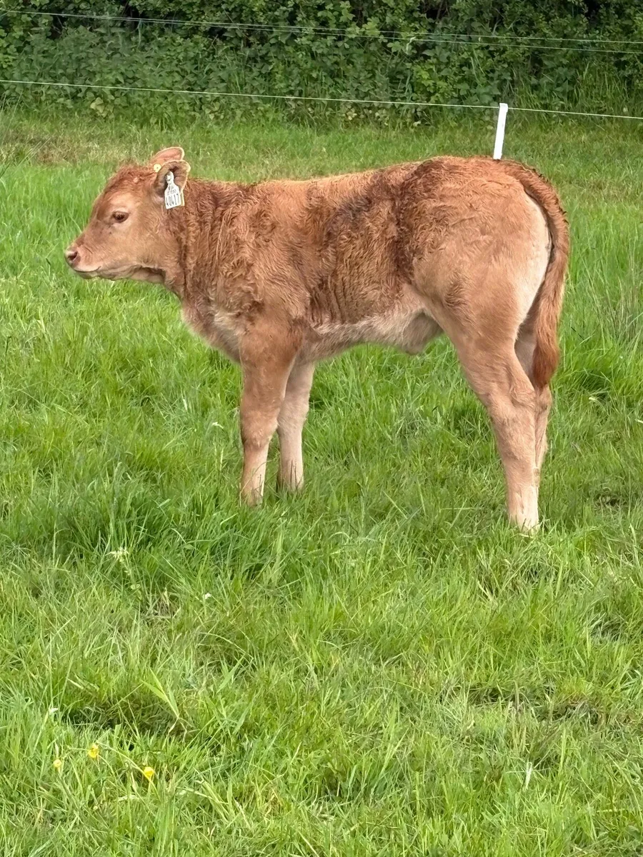 Pedigree limousine cow and heifer calf - Image 4