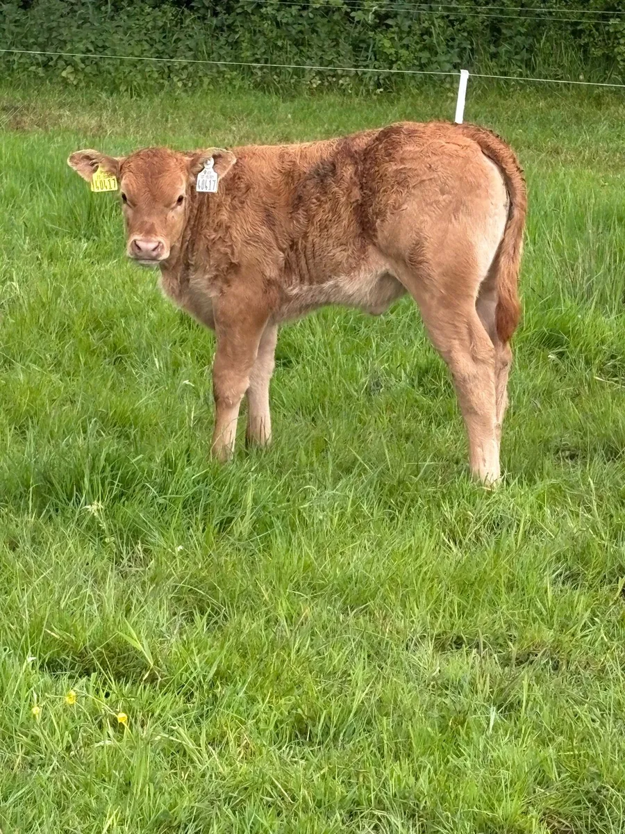 Pedigree limousine cow and heifer calf - Image 3