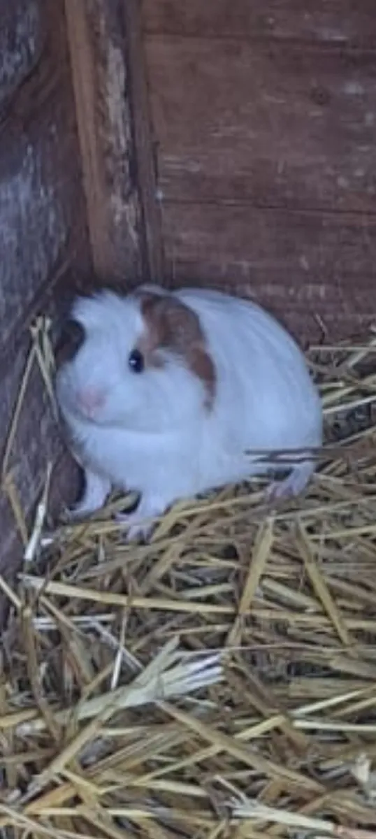 Guinea Pigs For Sale - Image 1