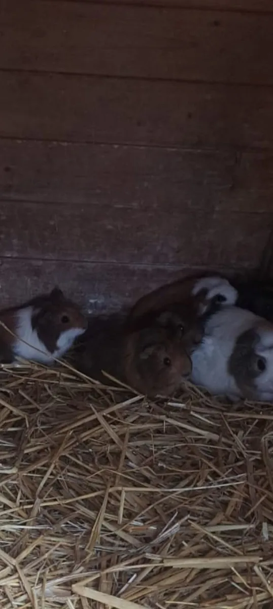 Guinea Pigs For Sale - Image 2
