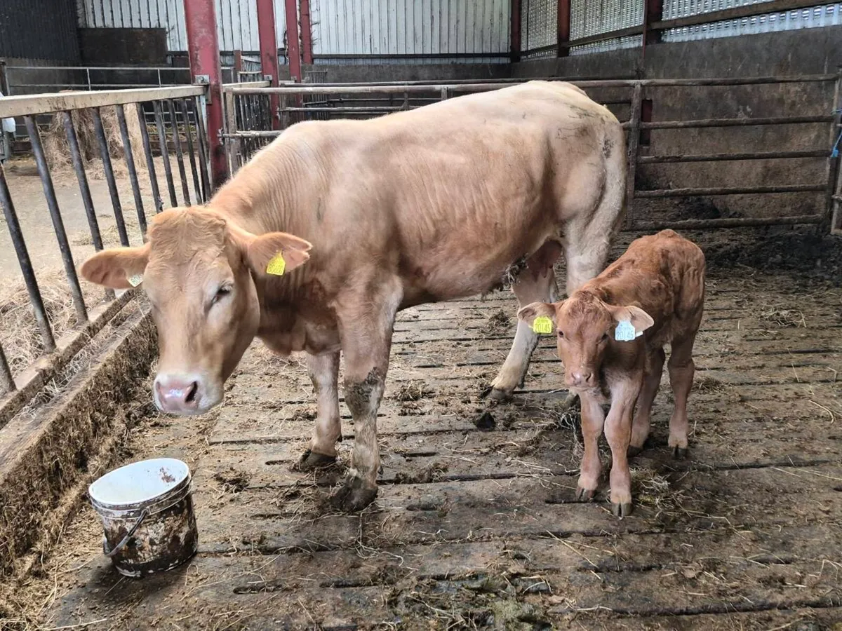 Suck calf - Image 1