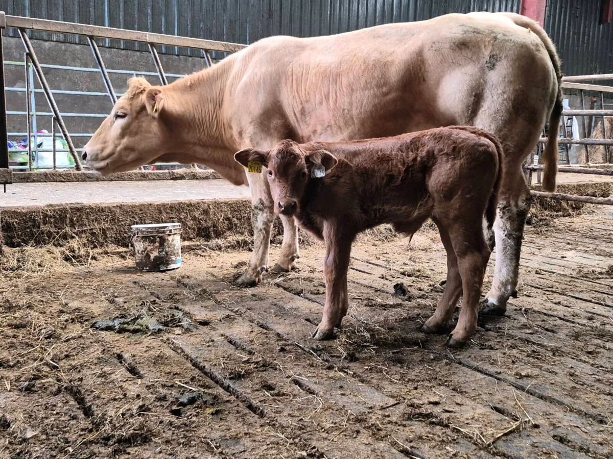 Suck calf - Image 2