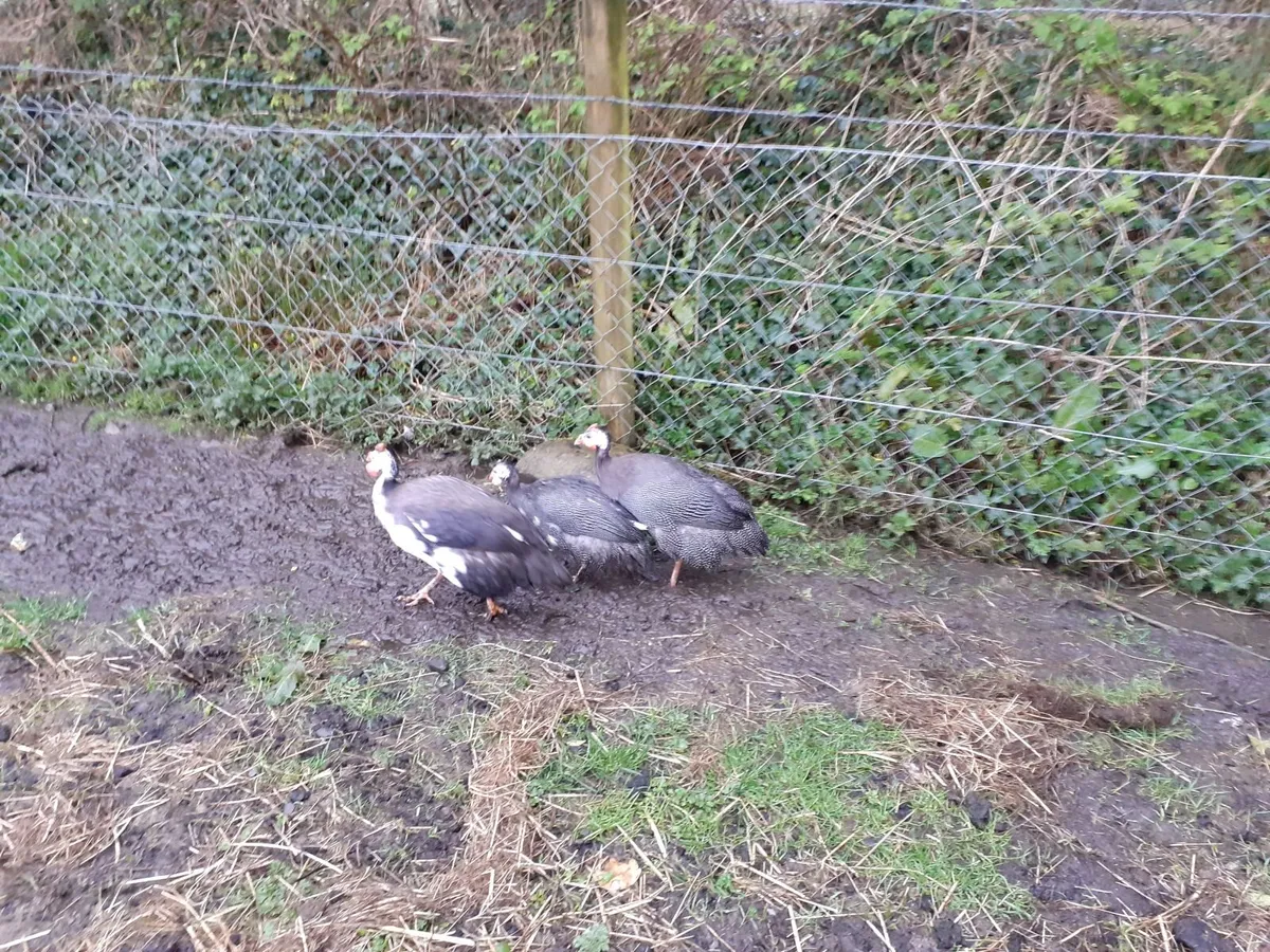 Runner & guinea hatching eggs & runner ducks - Image 3