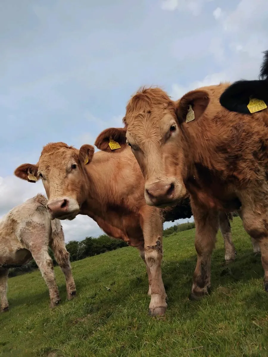 Farm Safety Statements - Image 4