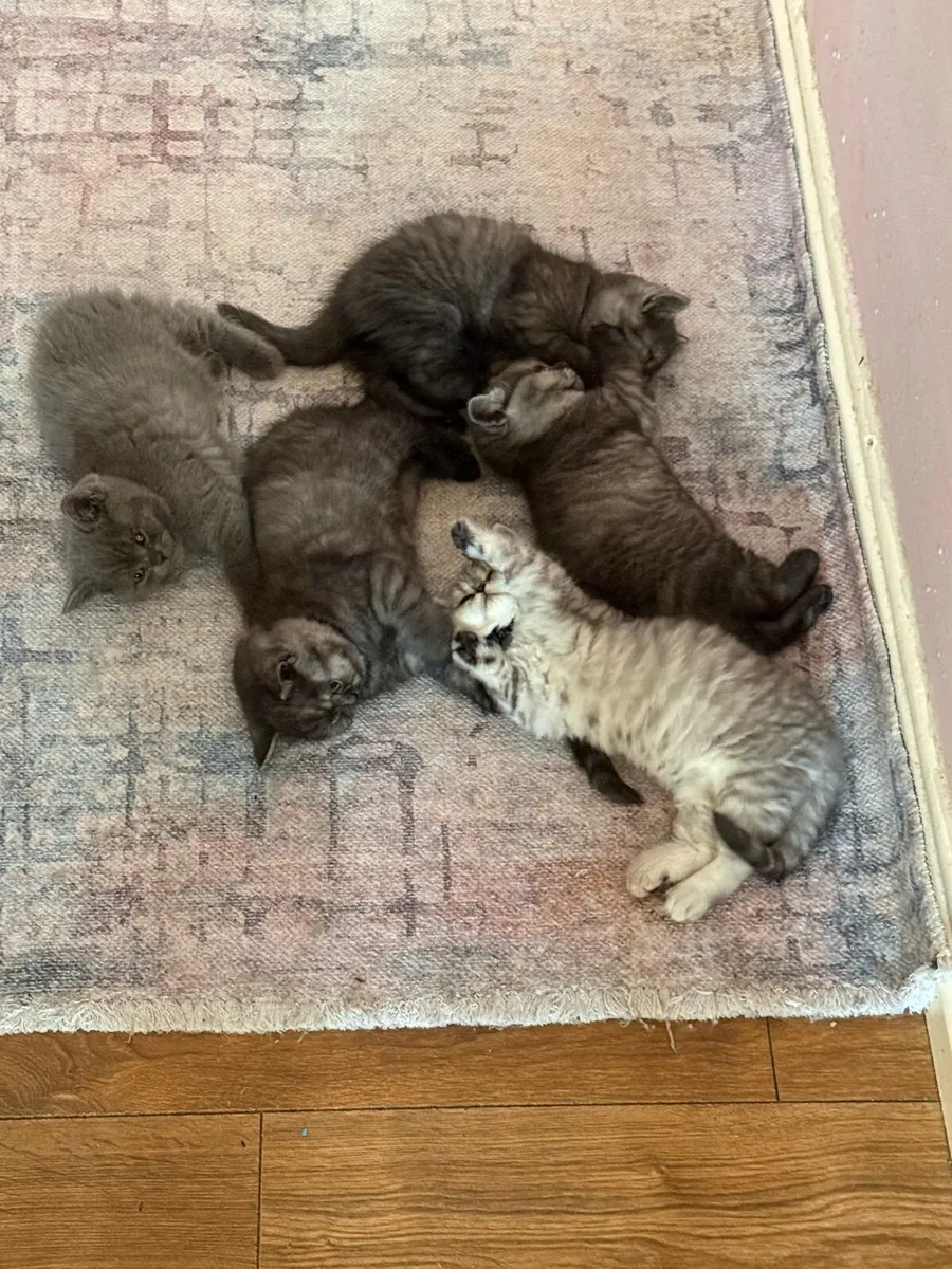 Rare Smoke Dark Grey British Shorthair Kittens - Image 1
