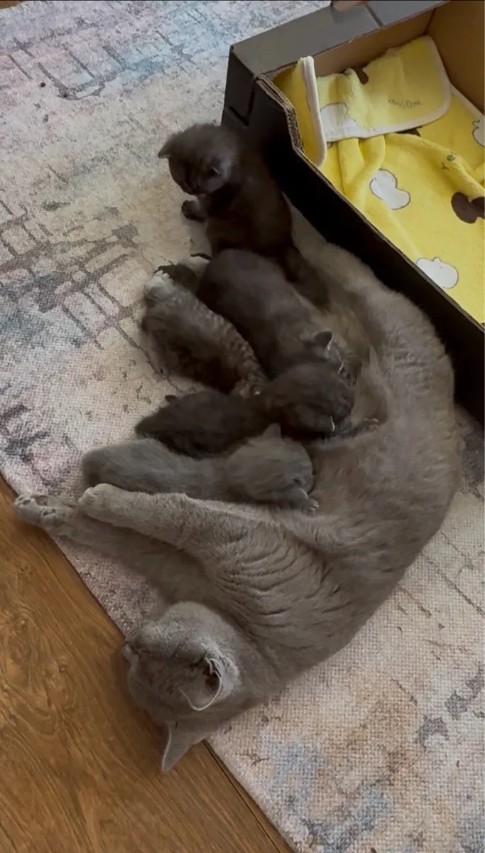 Rare Smoke Dark Grey British Shorthair Kittens - Image 2