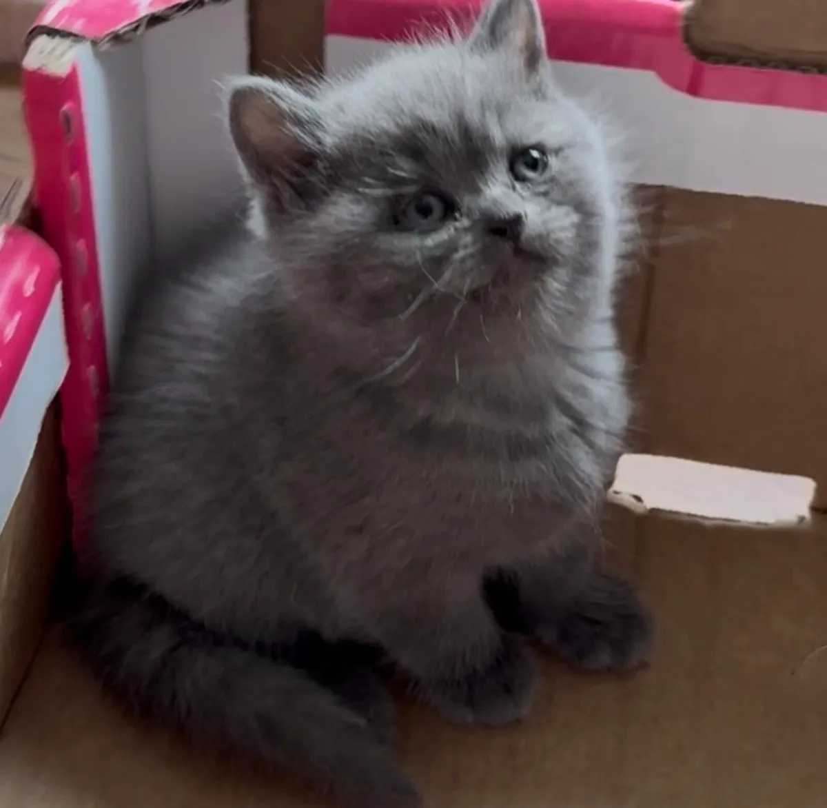 Rare Smoke Dark Grey British Shorthair Kittens - Image 3