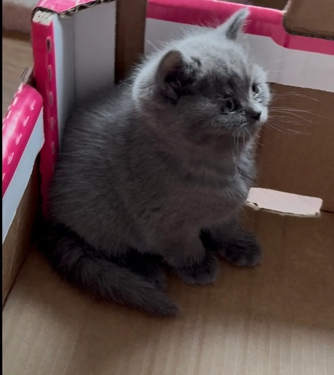 Rare Smoke Dark Grey British Shorthair Kittens - Image 4