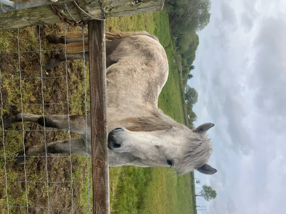Connemara gelding for sale - Image 2