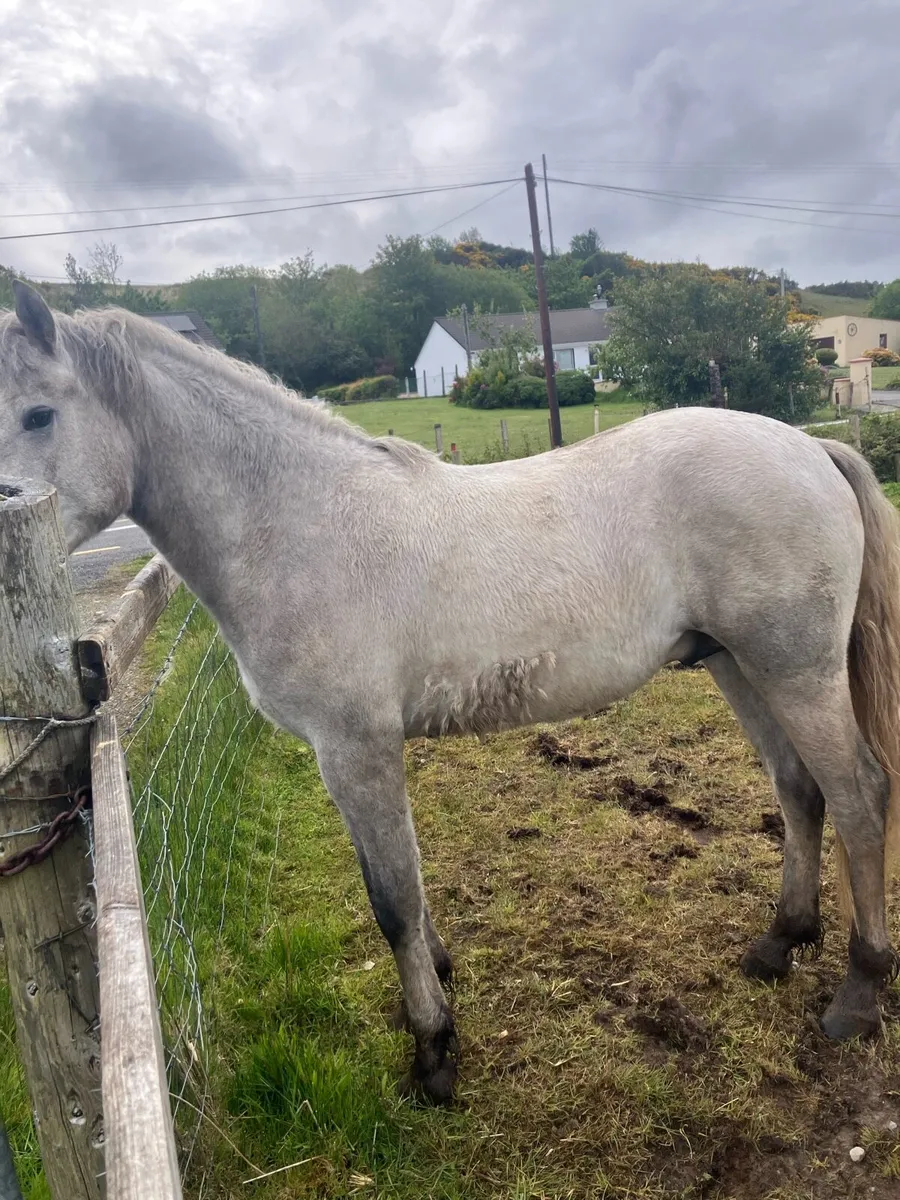 Connemara gelding for sale - Image 3