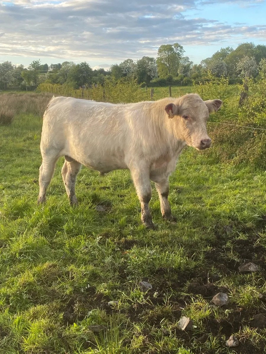Pb shorthorn bull - Image 2