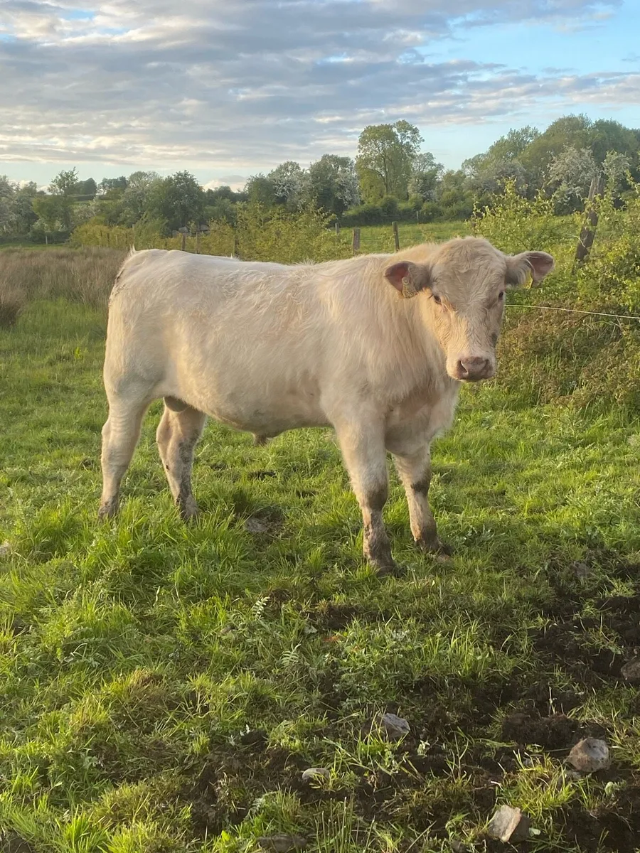 Pb shorthorn bull - Image 1