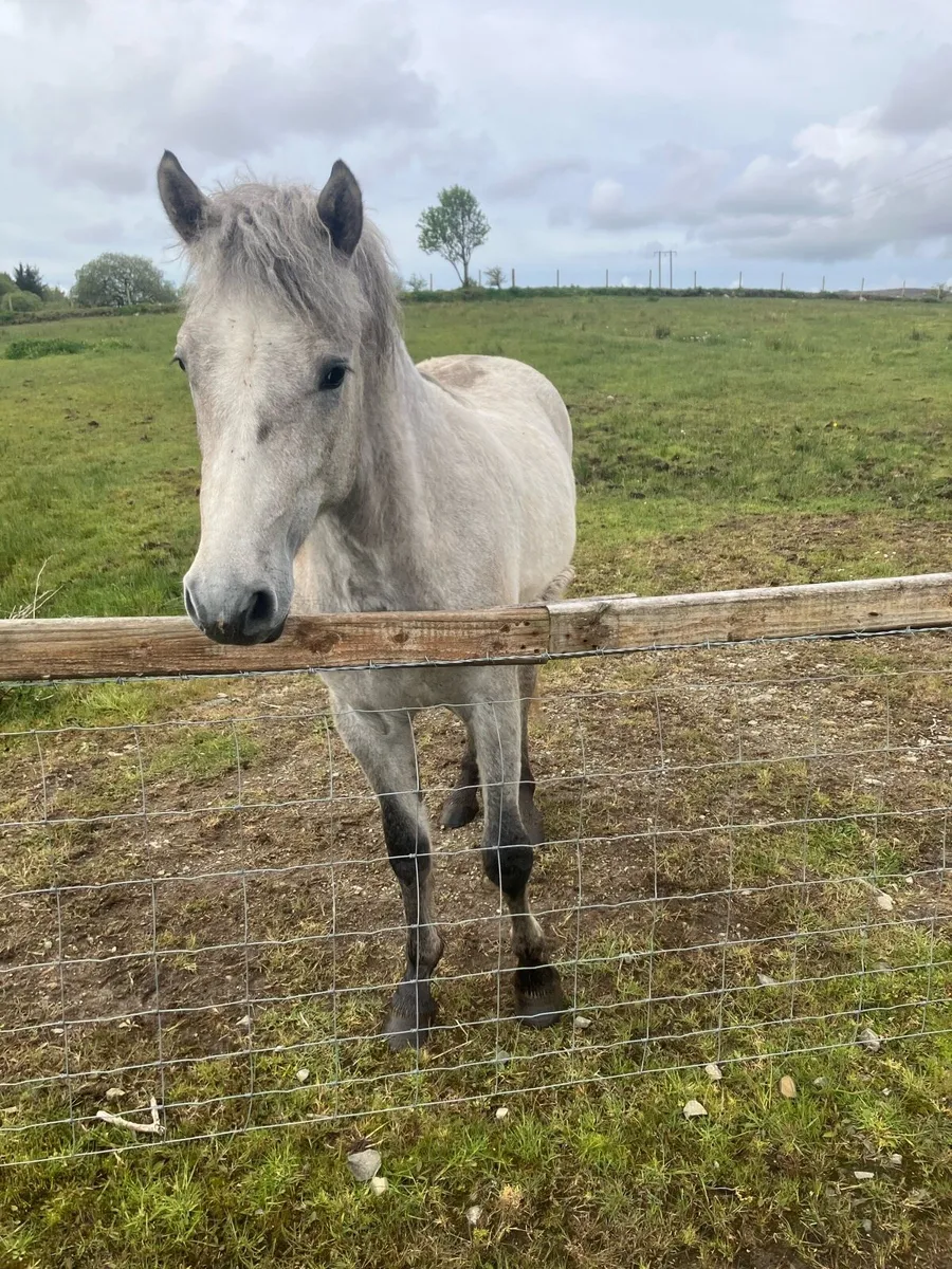 Connemara gelding for sale - Image 4