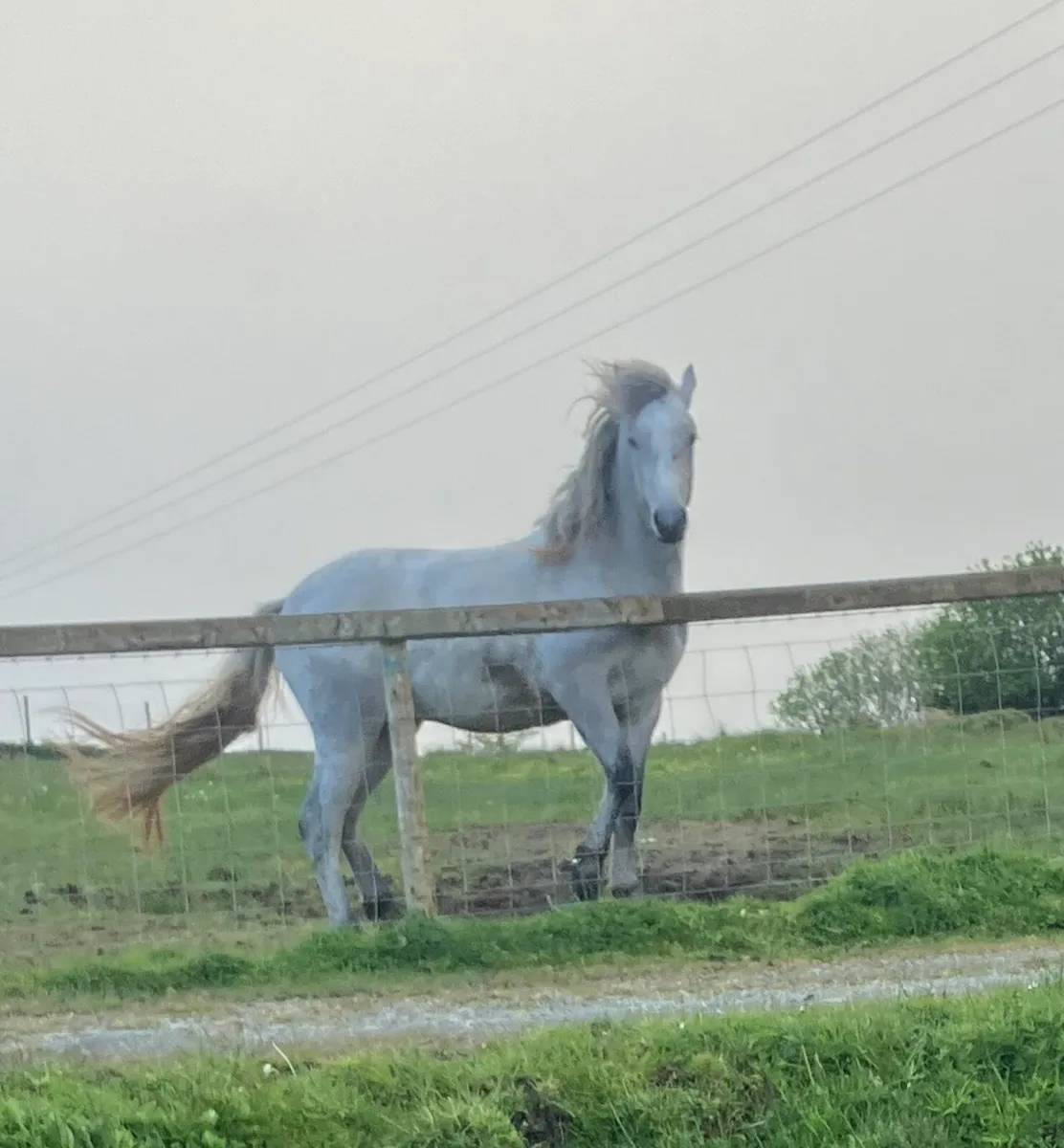 Connemara gelding for sale - Image 1