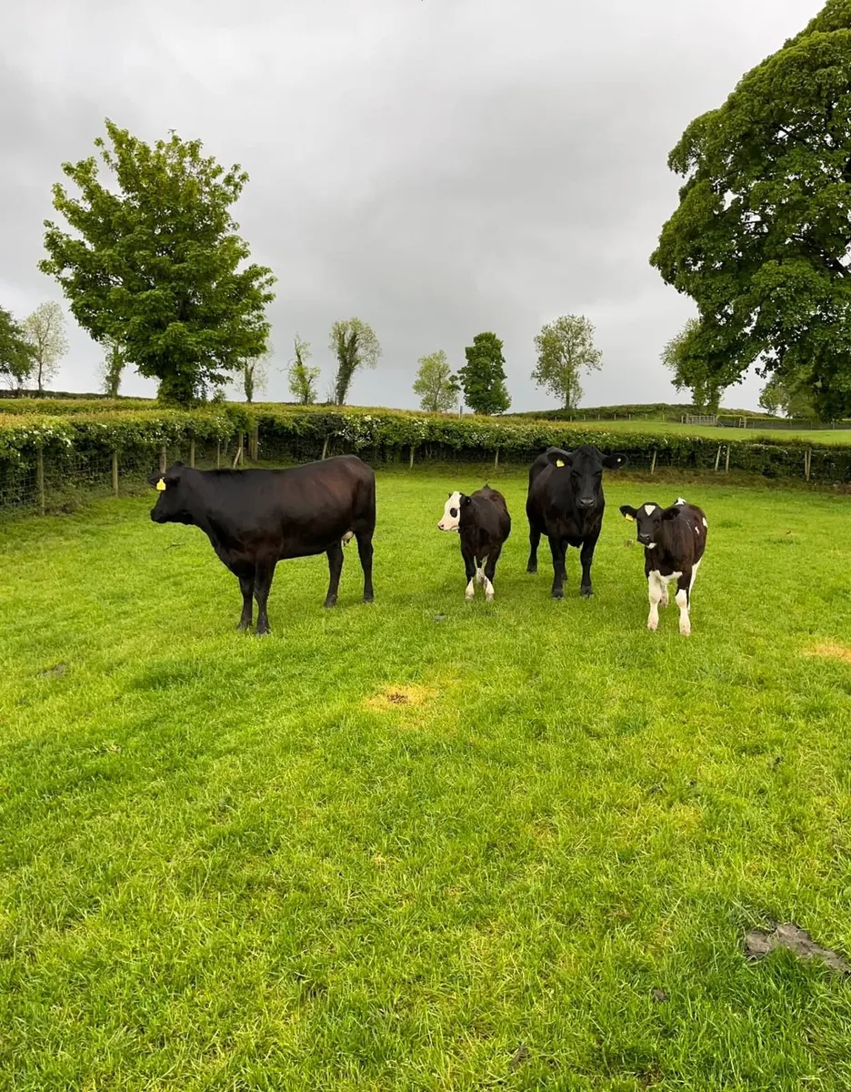 1st calvers and calves - Image 1