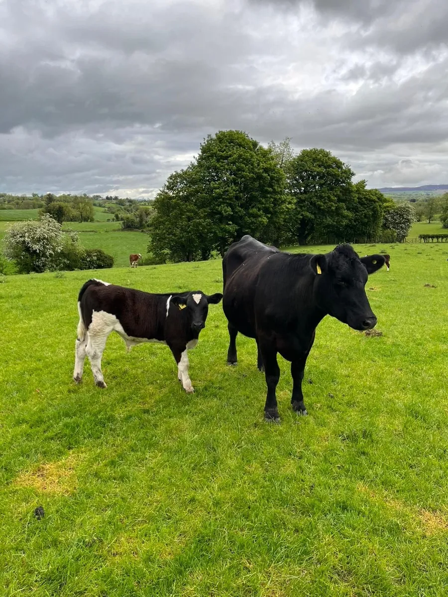 1st calvers and calves - Image 2