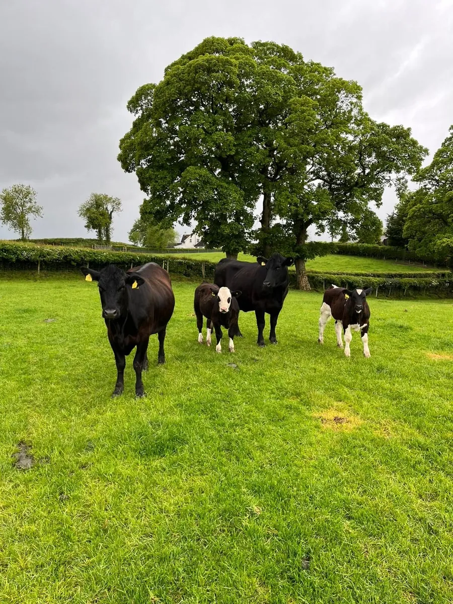 1st calvers and calves - Image 3