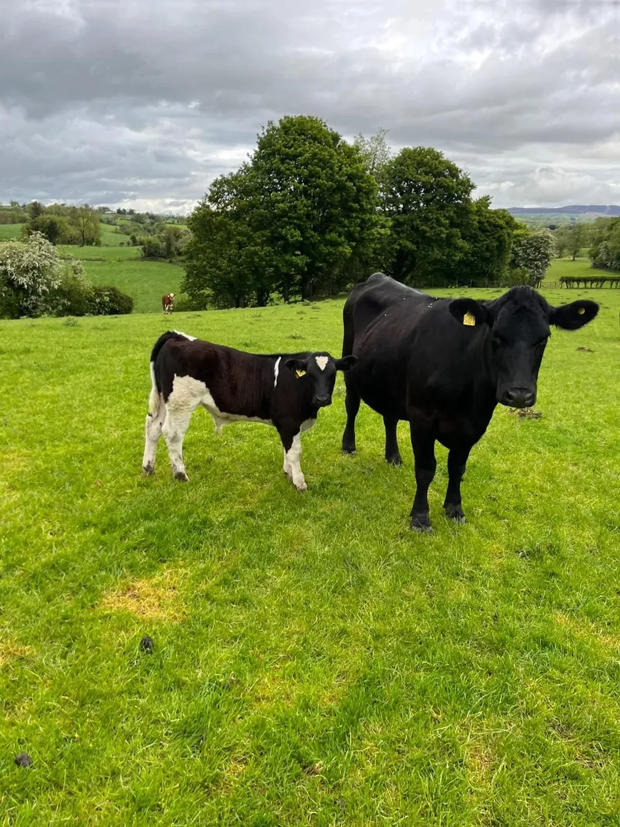 1st calvers and calves - Image 4