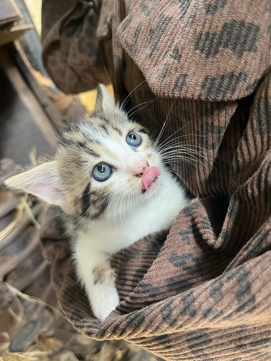 Tame farm kittens - Image 1