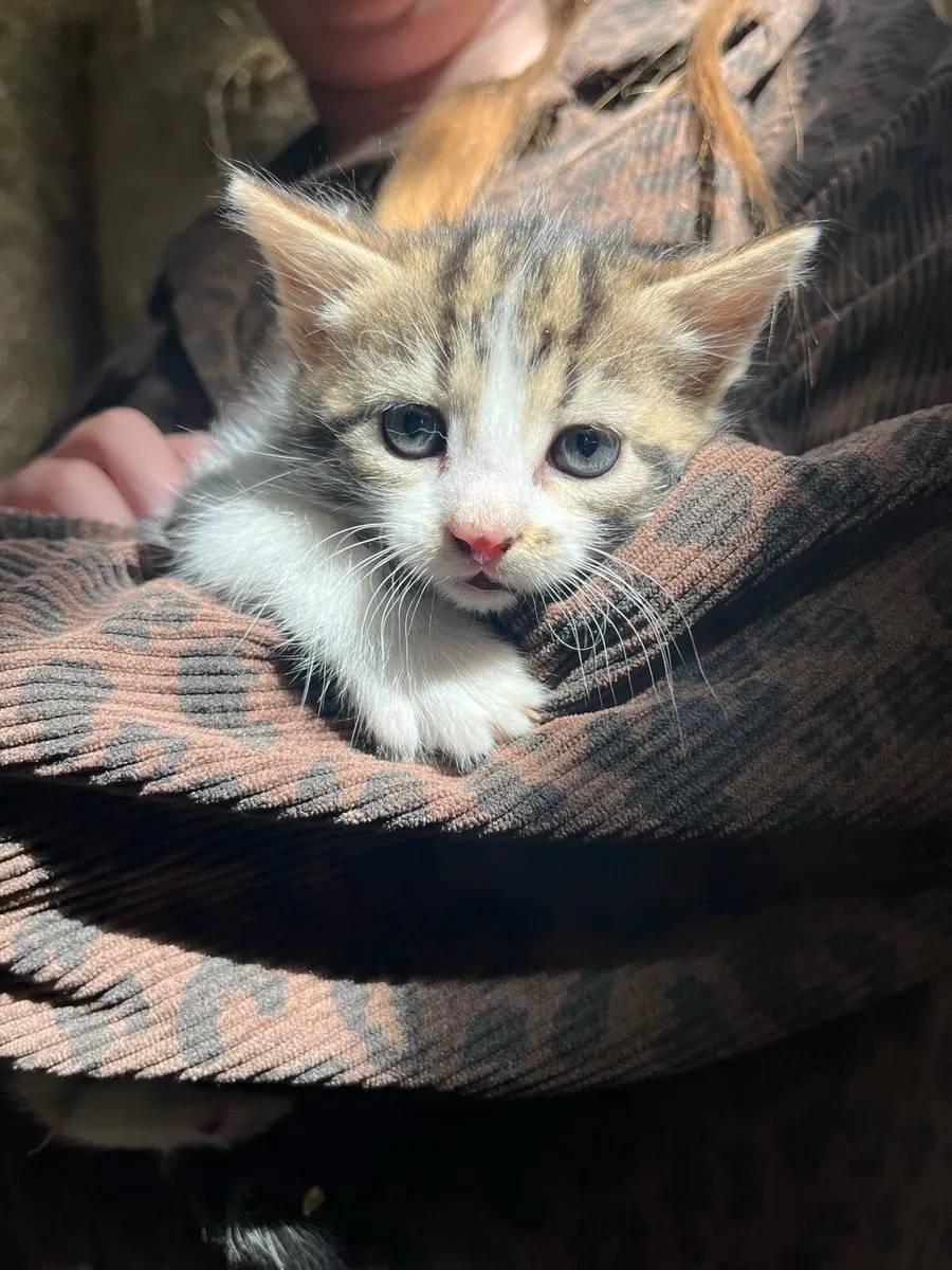 Tame farm kittens - Image 2