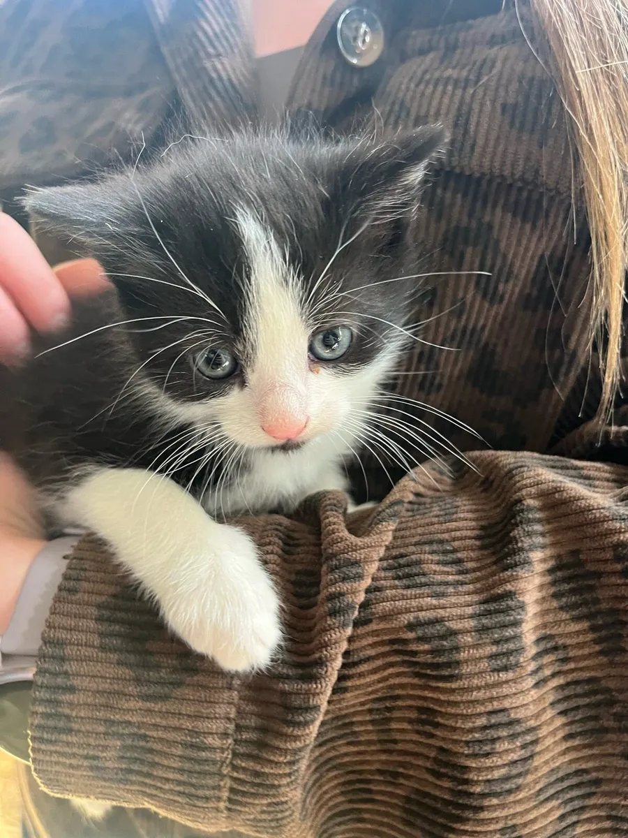 Tame farm kittens - Image 3