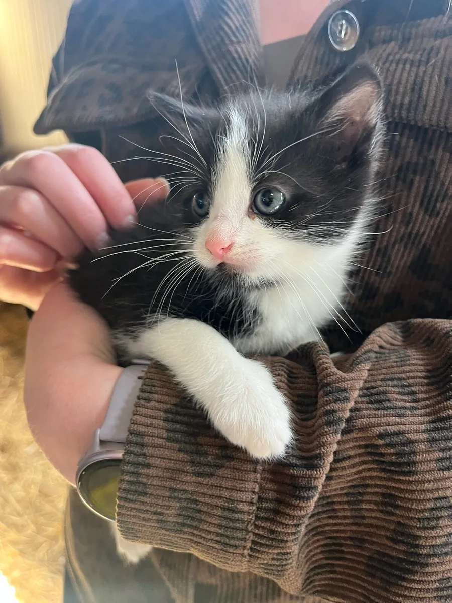 Tame farm kittens - Image 4