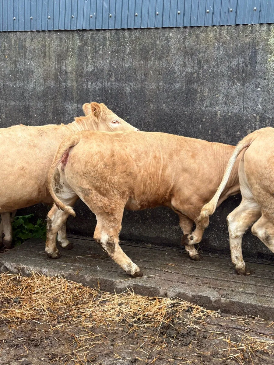 Heifers Roscommon mart Friday - Image 1