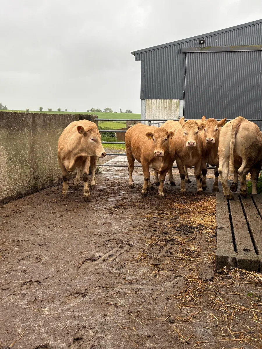 Heifers Roscommon mart Friday - Image 2