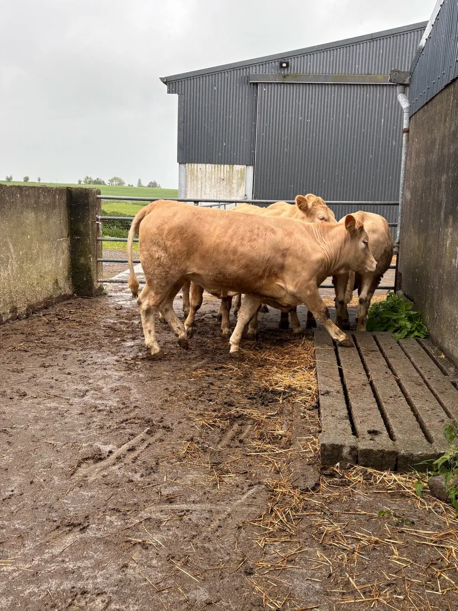 Heifers Roscommon mart Friday - Image 3