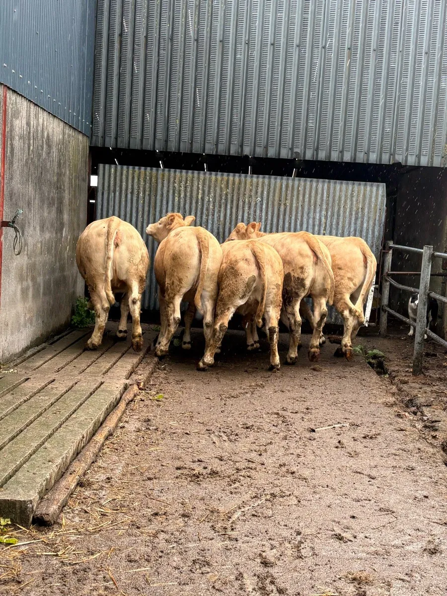 Heifers Roscommon mart Friday - Image 4