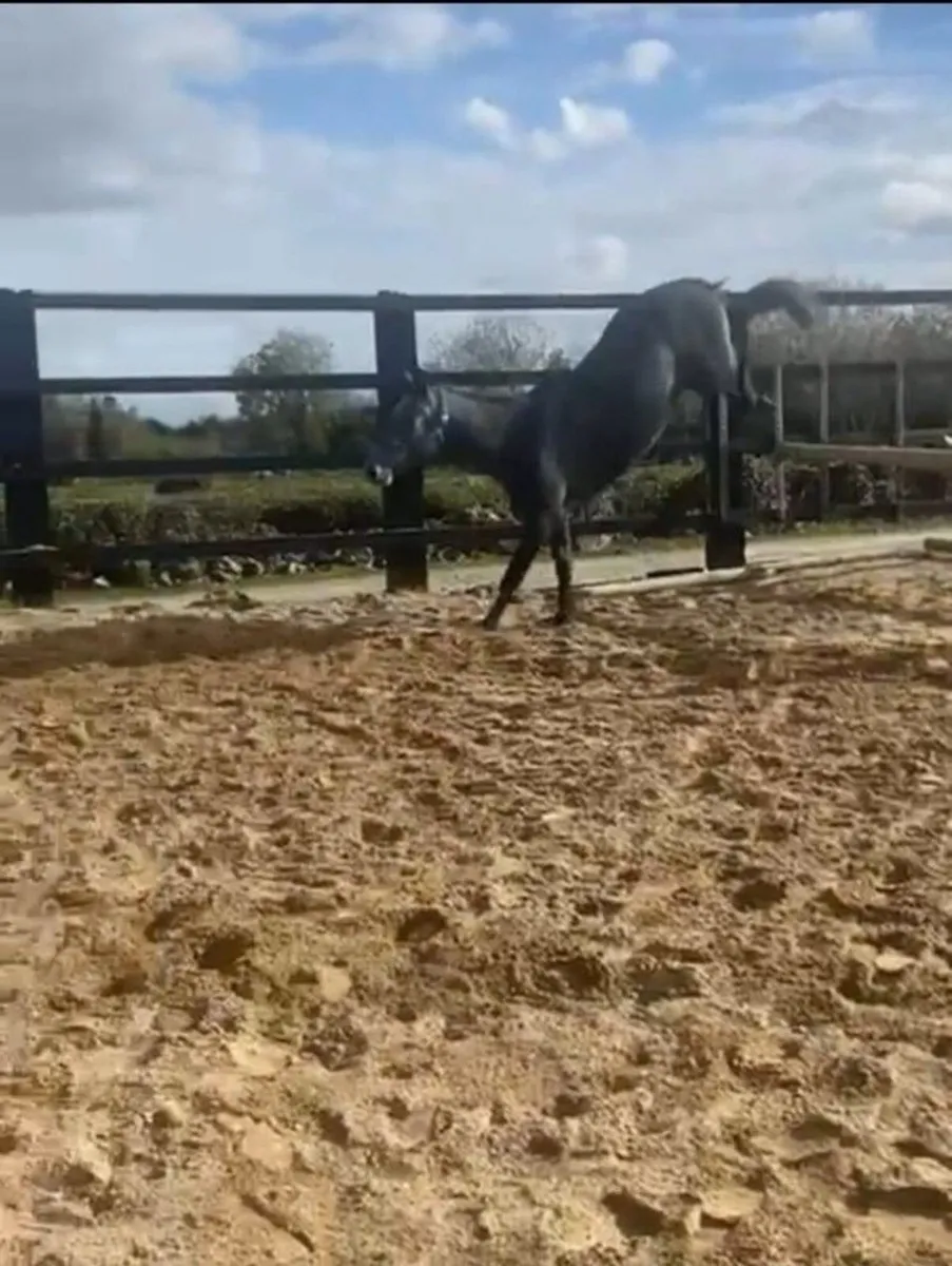 Watermill Swatch Gelding - Image 2