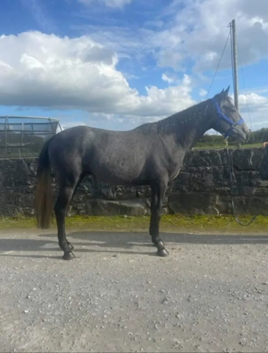 Watermill Swatch Gelding - Image 3