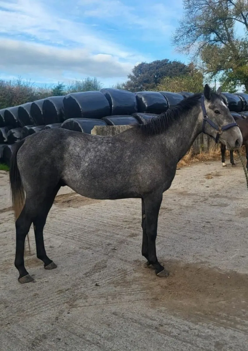Watermill Swatch Gelding - Image 4