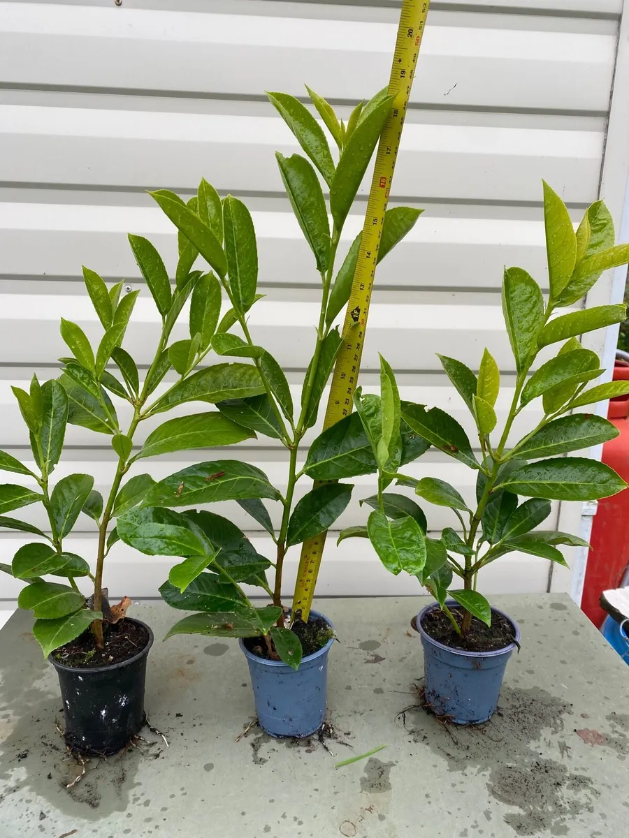 Laurel Hedging, **14-18 inches tall** - Image 1