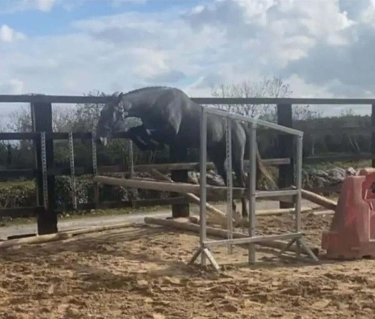 Watermill Swatch Gelding - Image 1