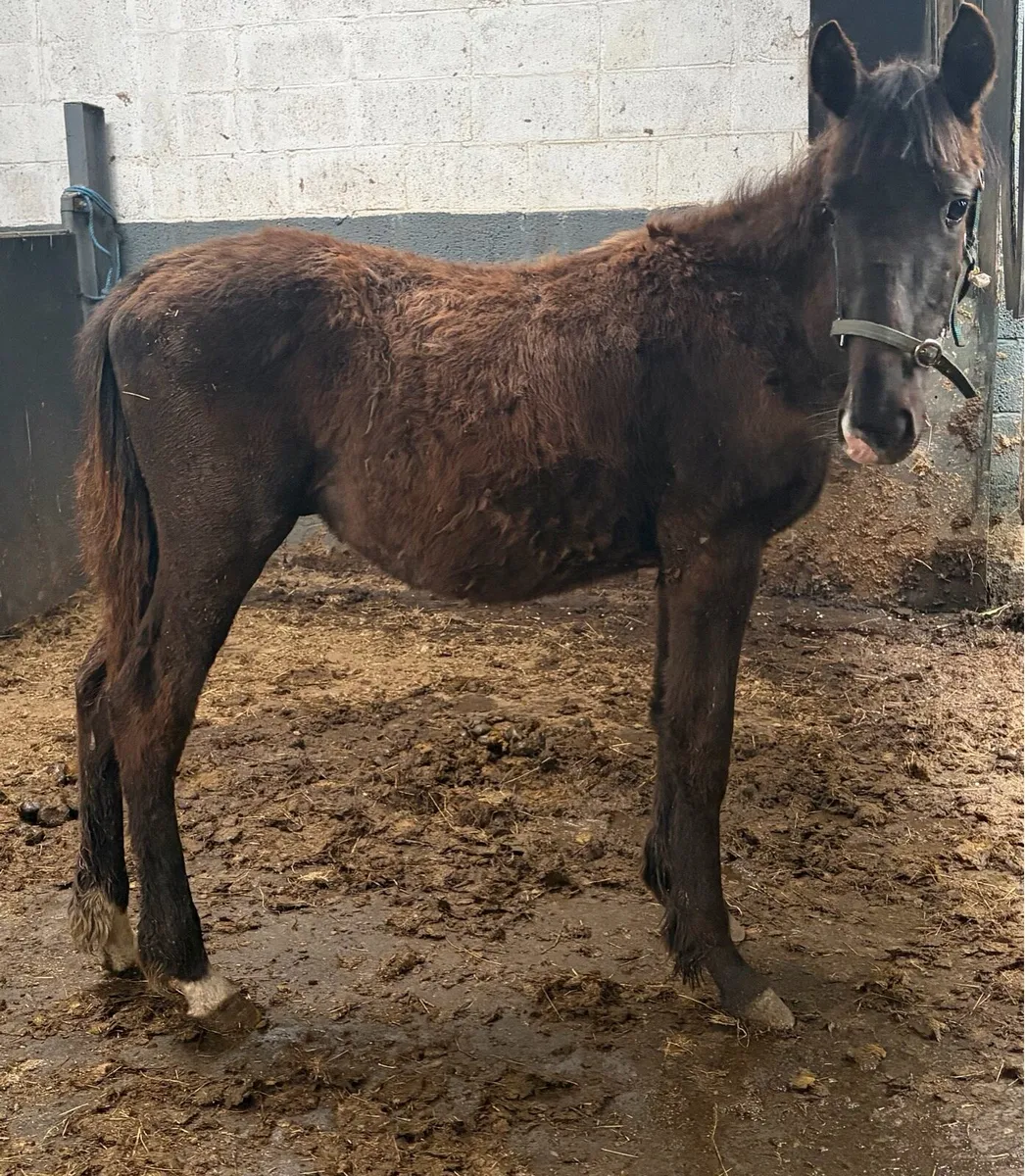 Yearling GELDING (castrated) - Image 1
