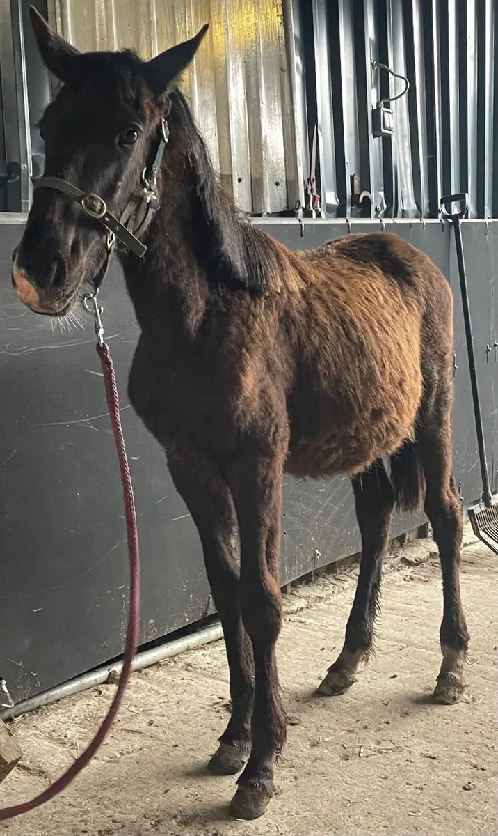 Yearling GELDING (castrated) - Image 2