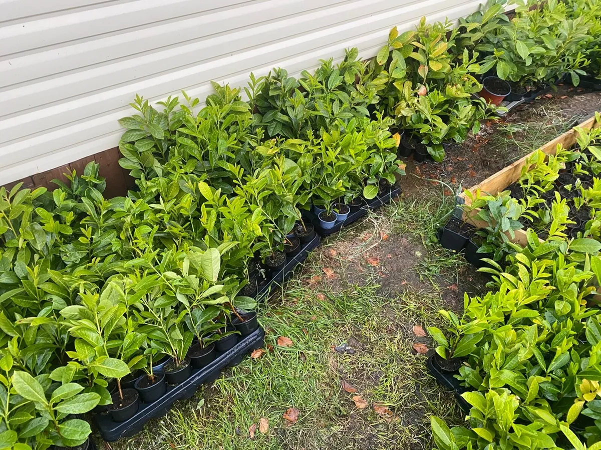Laurel hedging *14-18 inches* - Image 3