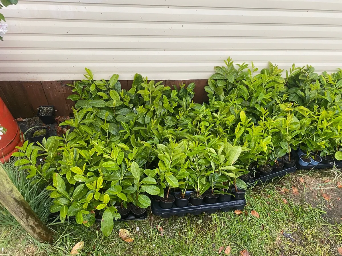 Laurel hedging *14-18 inches* - Image 4