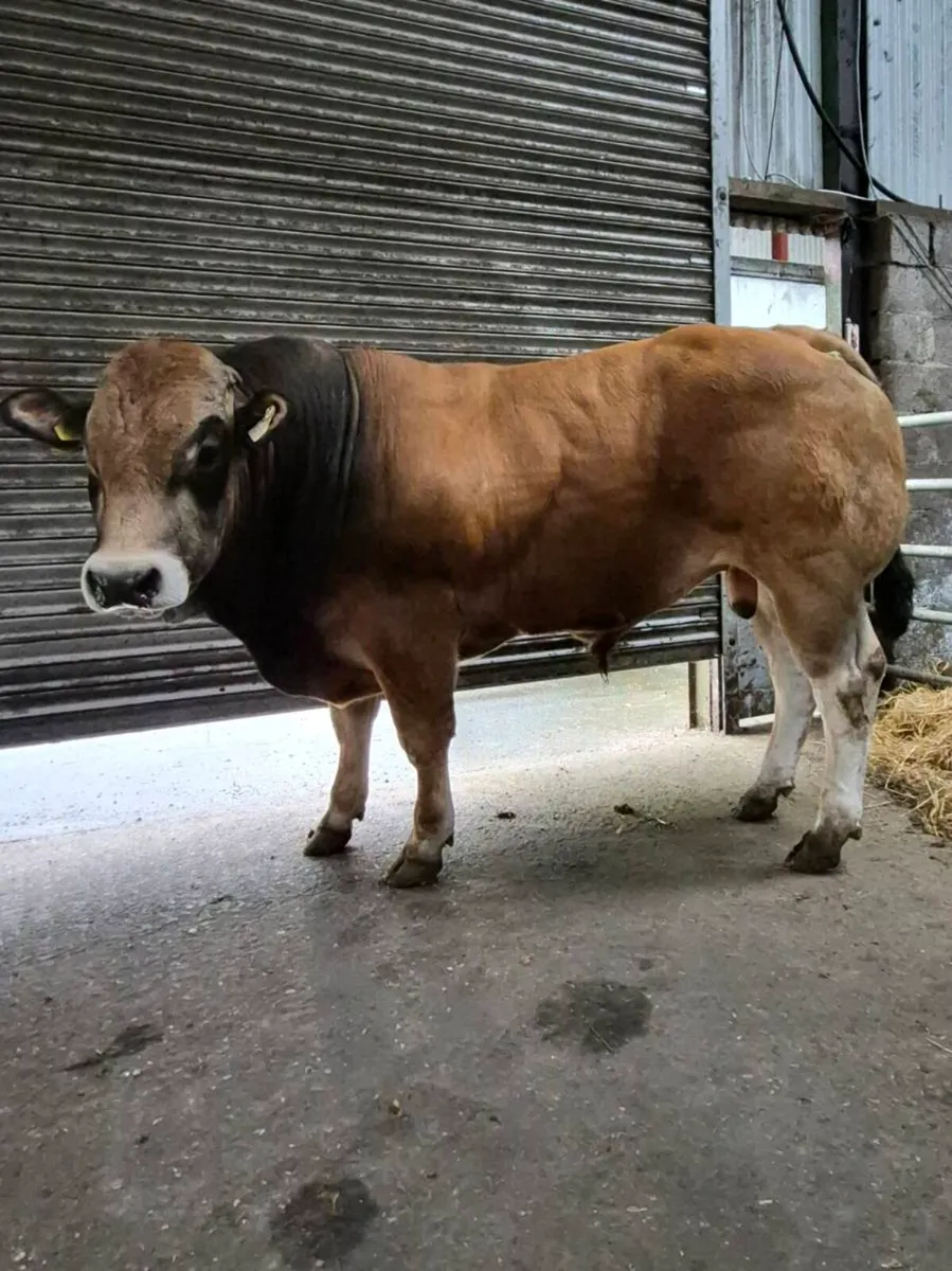PB Parthenaise Bull - Image 1