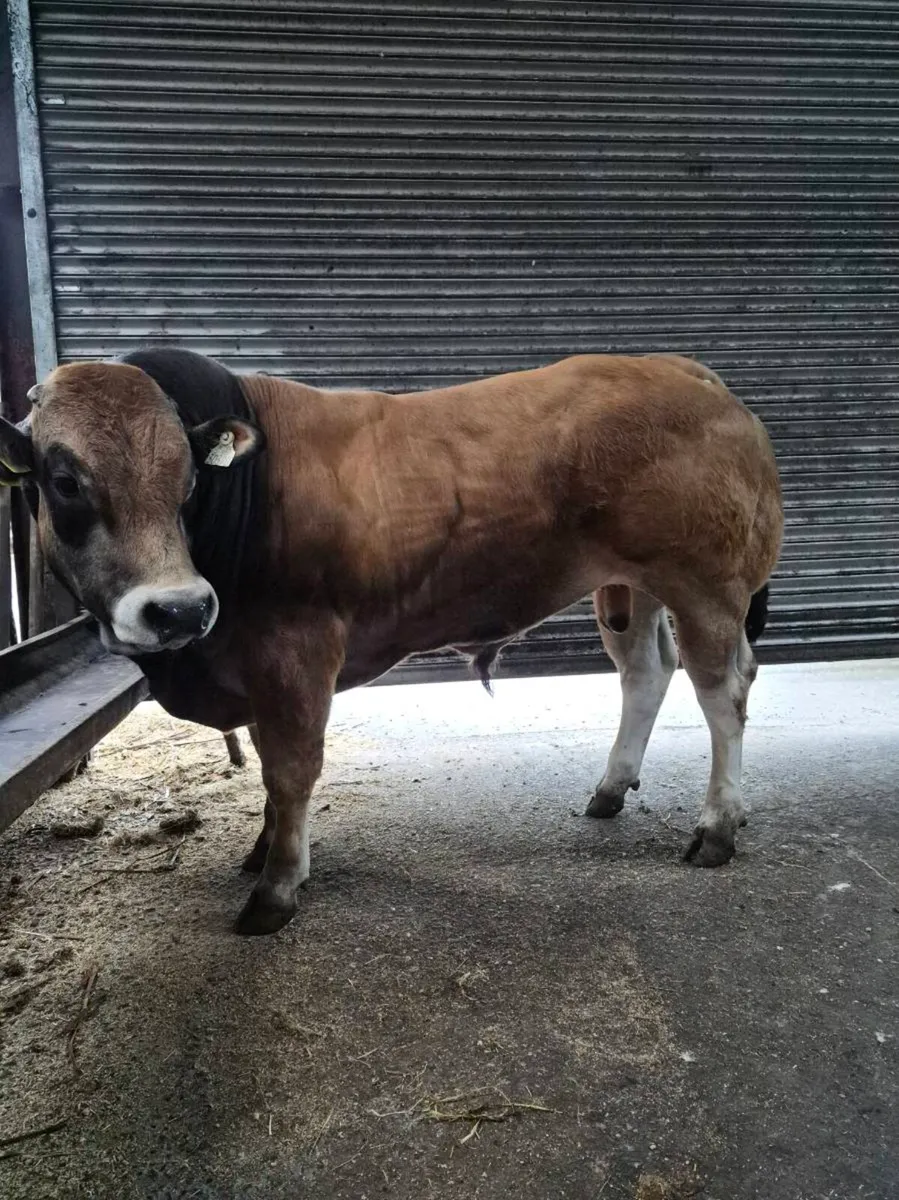 PB Parthenaise Bull - Image 2