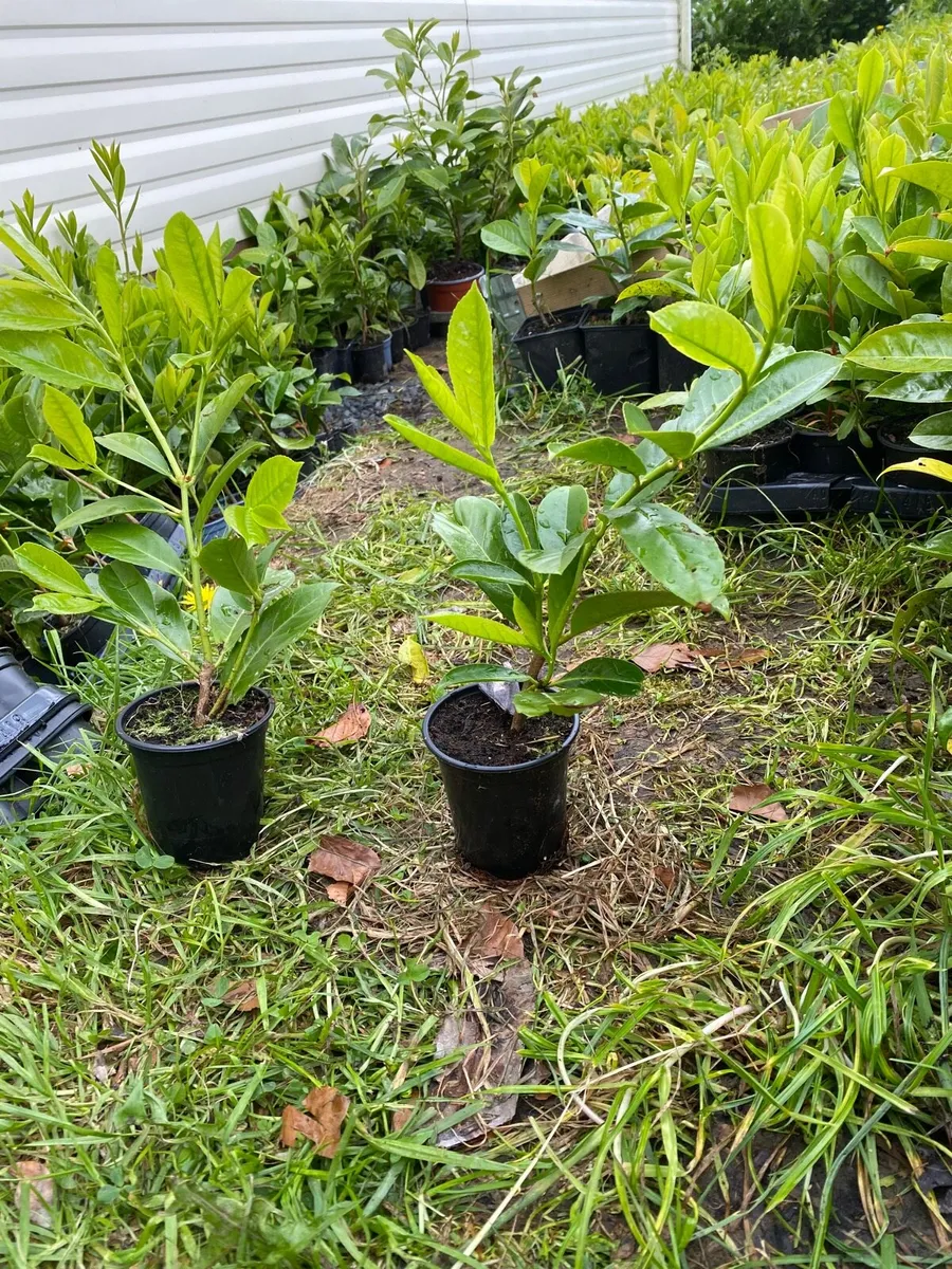 Laurel hedging *14-18 inches* - Image 2