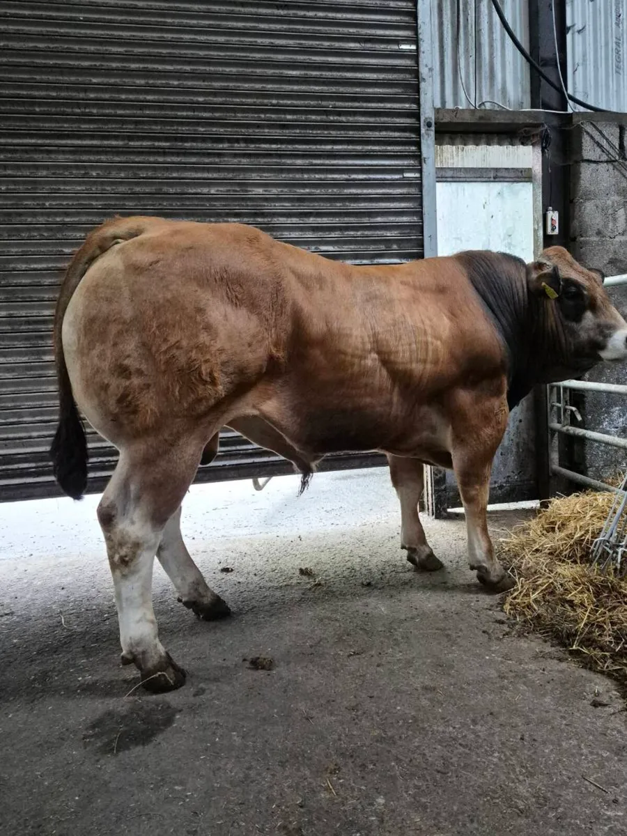PB Parthenaise Bull - Image 3