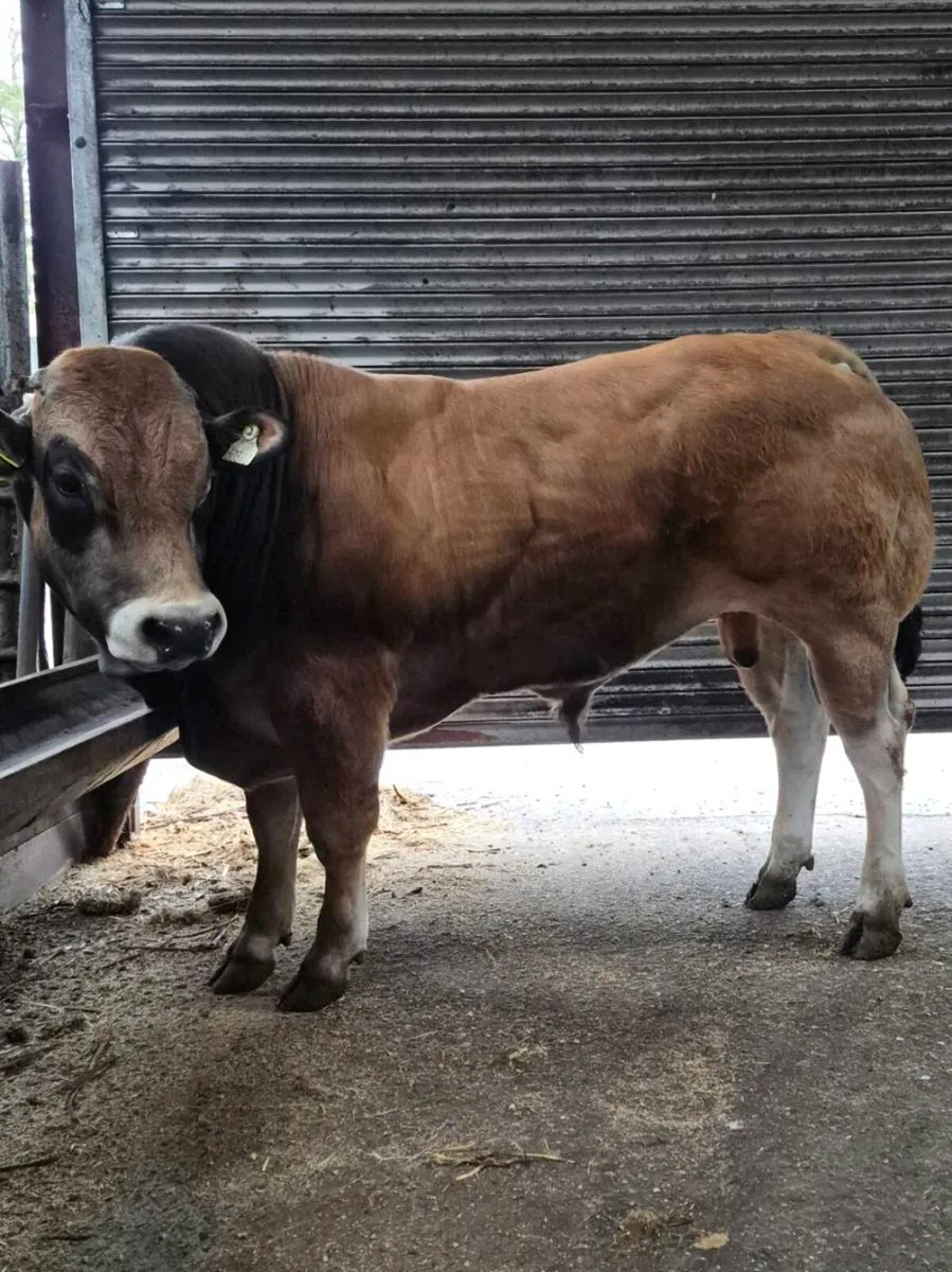 PB Parthenaise Bull - Image 4
