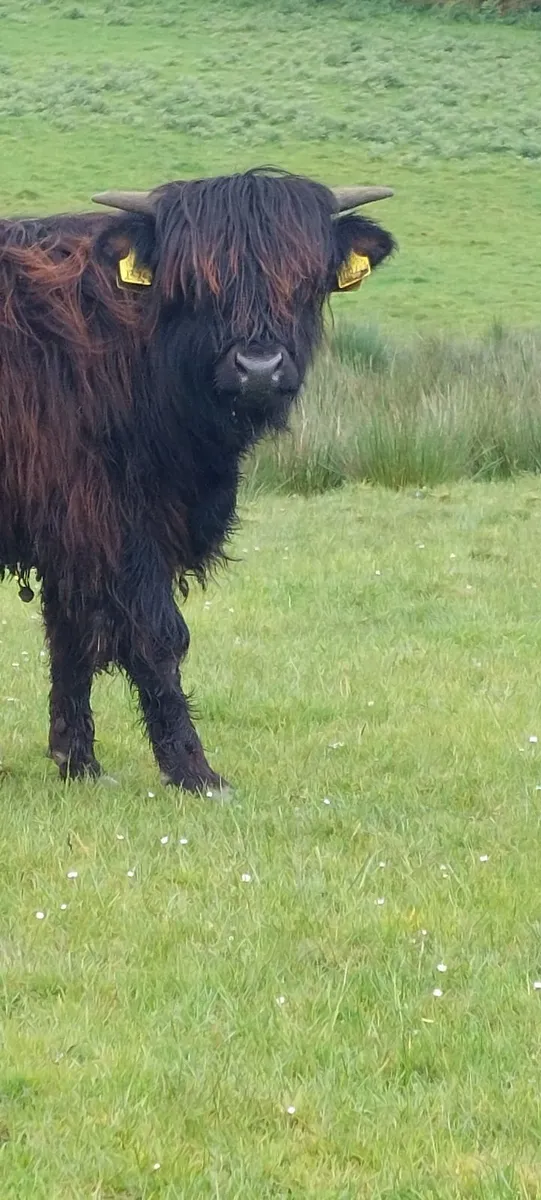 Highland bull calf - Image 2