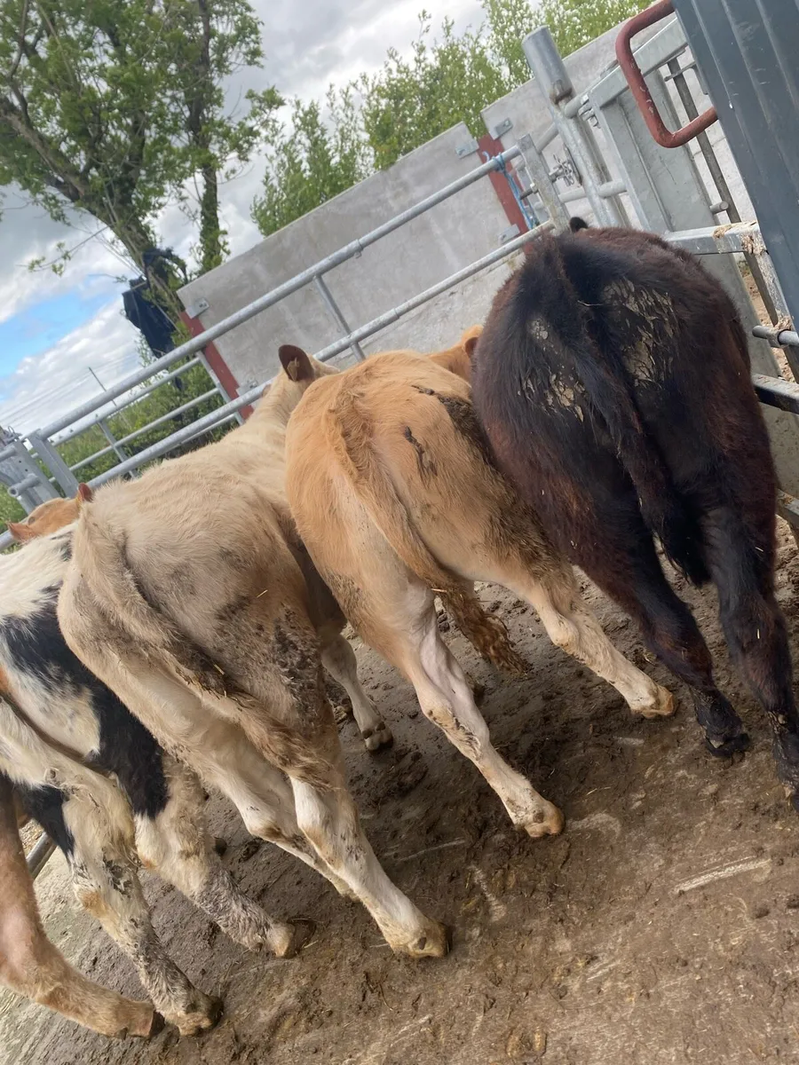 5 super suckler bred heifer weanlings - Image 4