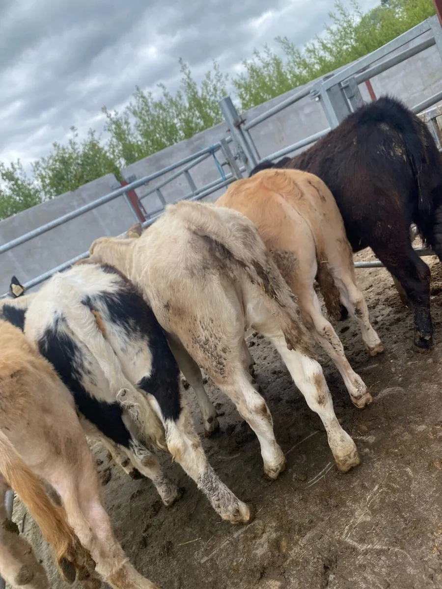 5 super suckler bred heifer weanlings - Image 1