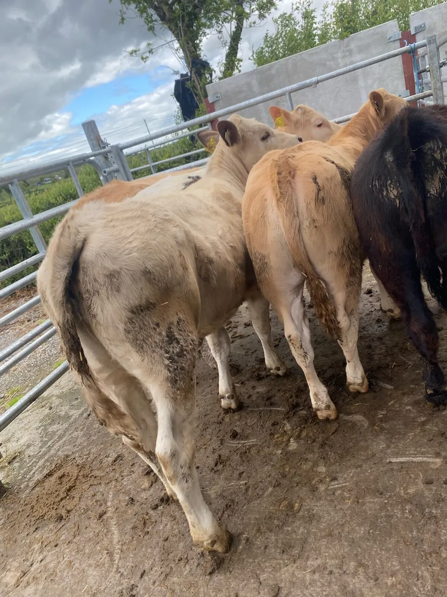 5 super suckler bred heifer weanlings - Image 2