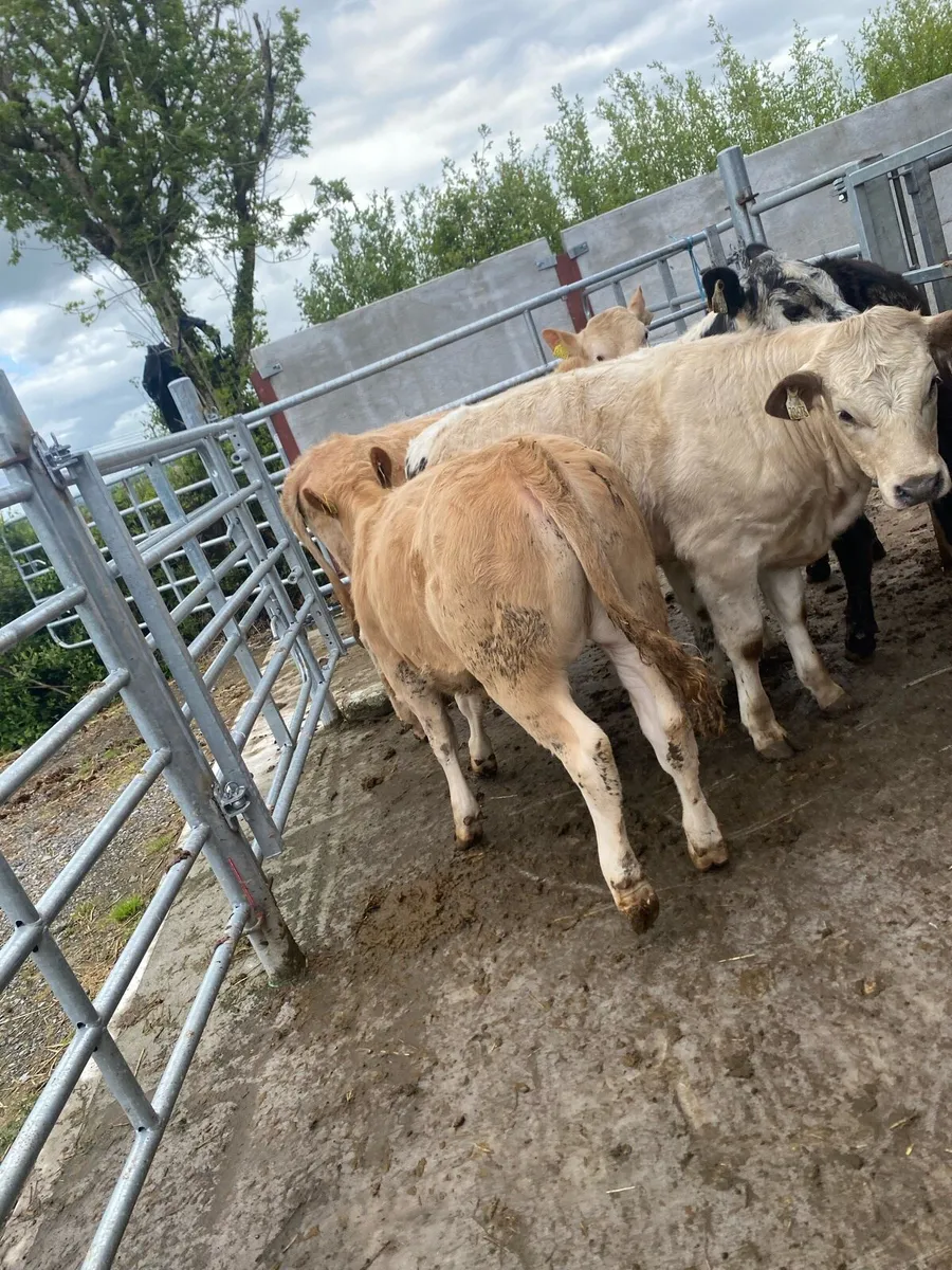 5 super suckler bred heifer weanlings - Image 3